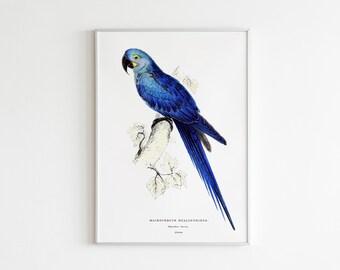 Macaw Blue Parrot Framed Print | Watercolor Parrot | Ara Print Framed | Parakeet Decor Print | Tropical Parrot Illustration Print