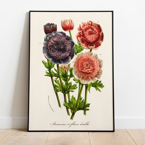 Wind-flower Print with Frame  | Garden Flower | Vintage Flower Print Framed | Anemone Poster Print | Wind-flower Photo Print Canvas