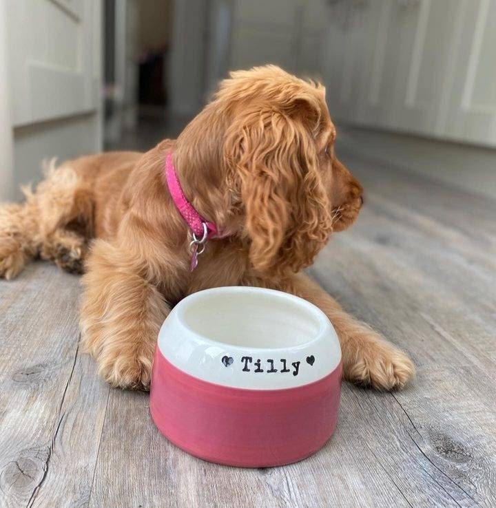 Personalised Spaniel Bowl Etsy UK
