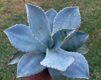 Agave pygmaea ‘Dragon toes’ | Hardy succulent| outdoor|