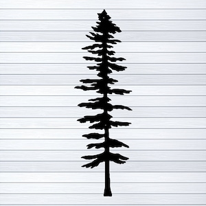 May include: Black silhouette of a tall, slender pine tree with many branches. The tree is isolated against a white background.