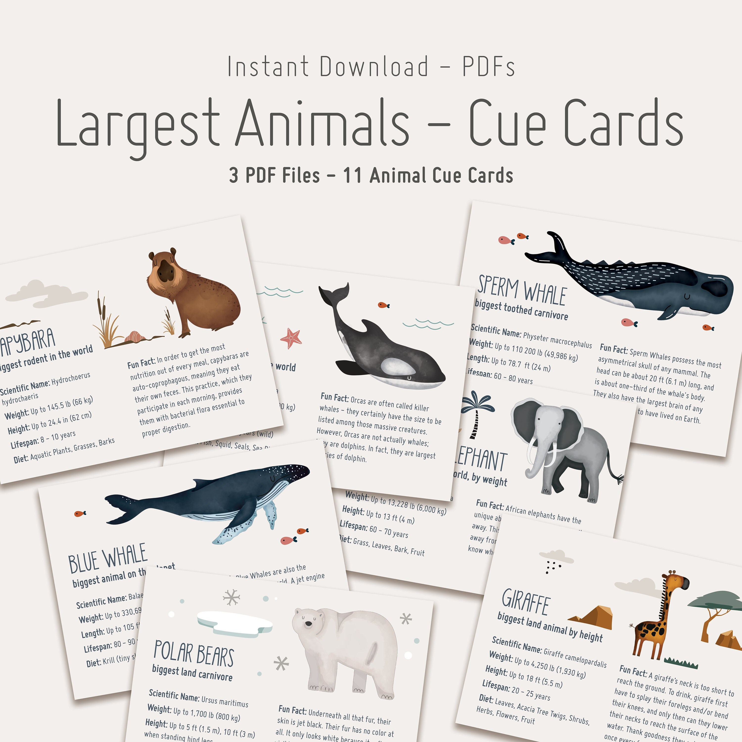 Largest Animals in the World Cue Cards High Resolution - Etsy