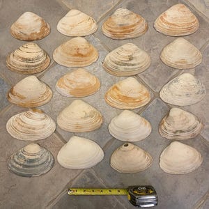 Atlantic Ocean Long Island, NY Jumbo Clam Shells XXXL 5”- 6 inches Long Crafts Beach Decor Natural seashells/ shell vanity dish/ Decoupage