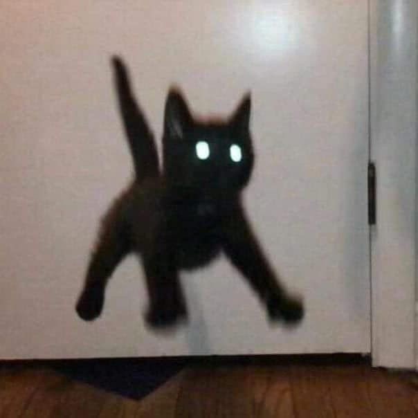 Scared Black Cat Sticker