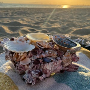 Handgemachte natürliche Barnacle Triple Shell Ringschale