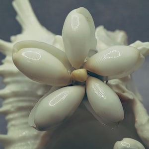 Op de afbeelding: Een close-up van een witte schelpenarrangement dat op een bloem lijkt. De bloem bestaat uit vijf witte, ovaalvormige schelpen, met een klein, geel centrum. De achtergrond toont een grotere, getextureerde witte schelp.