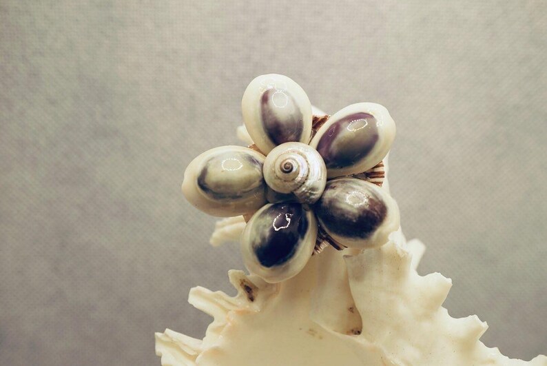 Purple Ringed Top Shell Purple Top Cowrie Shell Magnet - Etsy
