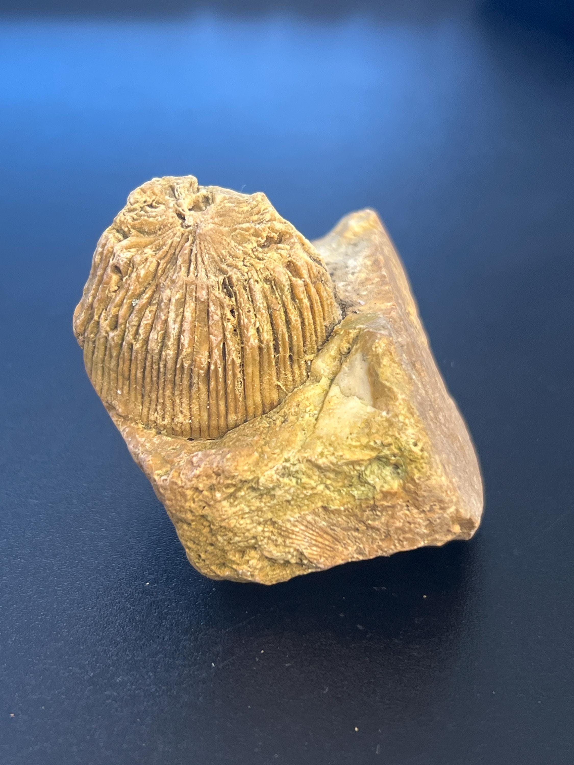Fossilized Horn Coral