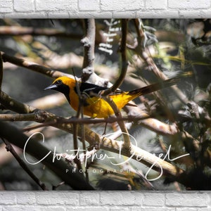 Hooded Oriole - Big Morongo Canyon Preserve Mojave Desert California - Bird Photography Nature Print - Acrylic, Canvas, Photo Paper