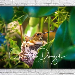 Colibrì nidificante - colline di San Gabriel a Los Angeles - Fotografia di uccelli Stampa naturalistica - Acrilico, tela, carta fotografica