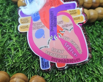 Anatomical Labeled Heart Keychain – Glittered, 3” Medical & Science Gift