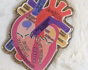 Anatomical label heart Badge Reel: Glitter ID Holder ” Labeled Medical Diagram