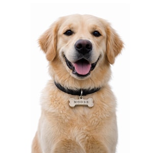 Golden retriever wearing personalized dog tag engraved with name Moose, custom dog tags for pets