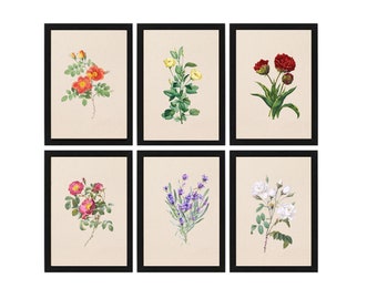 Botonical flower vintage  art print set of 6 |digital download | download, print & frame | wall art| vintage collection| handpainted