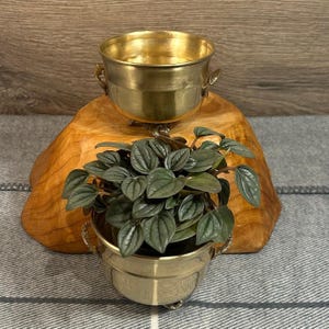 Può includere: Due vasi in ottone con una pianta verde nel vaso inferiore. I vasi sono su un supporto in legno.