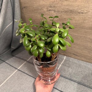 Peut inclure: Une plante de jade aux feuilles vertes vives et ovales, plantée dans un récipient en verre transparent décoratif. Le récipient présente un motif de crâne. Cette plante d'intérieur ajoute une touche de nature à tout espace intérieur.