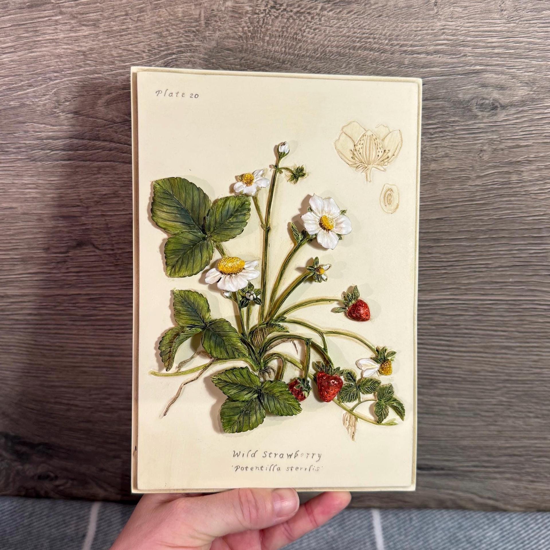 SOLDマークスアンドスペンサー　Wild Strawberry レリーフアート Vintage Marks and Spencer Wild Strawberry Potentilla Sterilis 3D