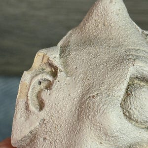 May include: Close-up of a textured, off-white sculpture fragment. The fragment features a detailed ear and a portion of a face, with a rough, granular surface. The sculpture appears to be aged or weathered, with visible imperfections.