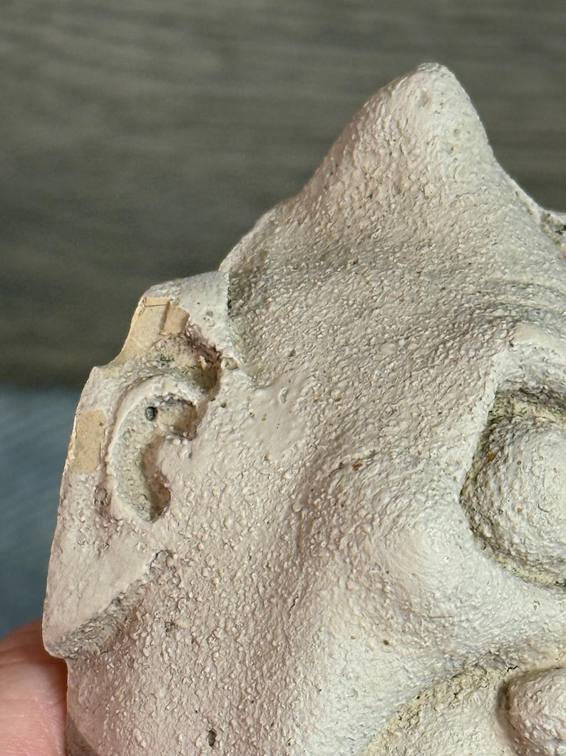 May include: Close-up of a textured, off-white sculpture fragment. The fragment features a detailed ear and a portion of a face, with a rough, granular surface. The sculpture appears to be aged or weathered, with visible imperfections.