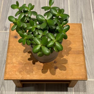 May include: A potted jade plant with vibrant green leaves sits atop a small, square wooden plant stand. The stand is made of light-colored wood and has a simple, minimalist design. The plant's shadow is cast on the stand.