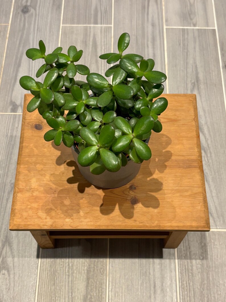 May include: A potted jade plant with vibrant green leaves sits atop a small, square wooden plant stand. The stand is made of light-colored wood and has a simple, minimalist design. The plant's shadow is cast on the stand.