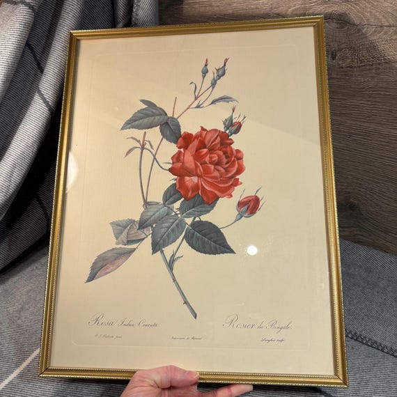 Vintage P J Redoute Rosa Indica Cruenta Imprimerie De Remond