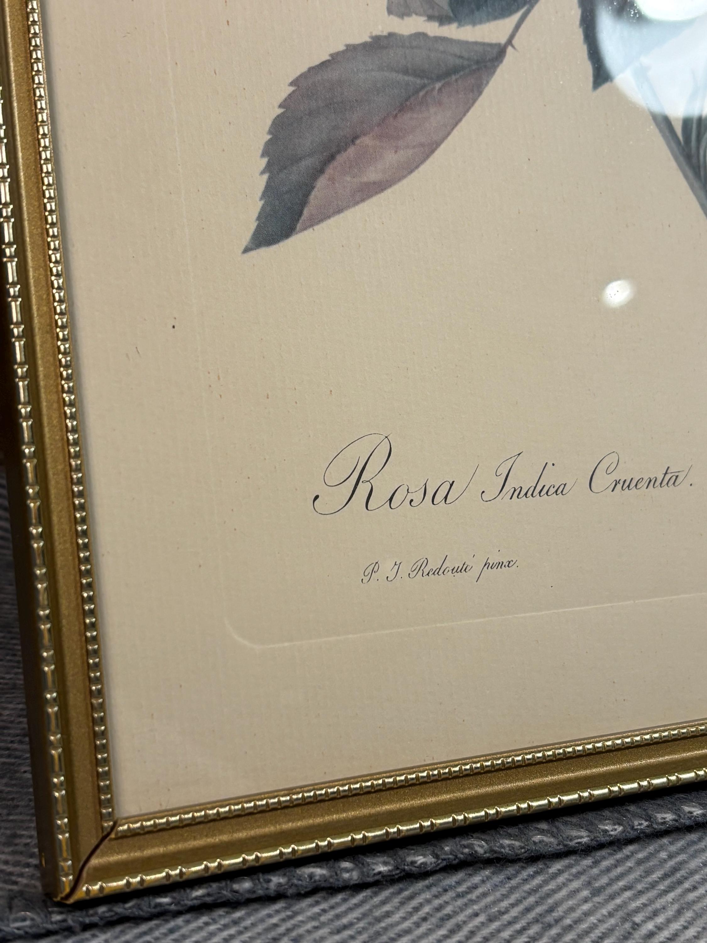 Vintage P J Redoute Rosa Indica Cruenta Imprimerie De Remond