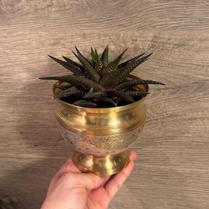 May include: A small, dark green succulent plant with pointed, textured leaves sits inside a polished brass bowl. The bowl features a rounded shape with a pedestal base and is decorated with intricate, etched floral patterns around the exterior.