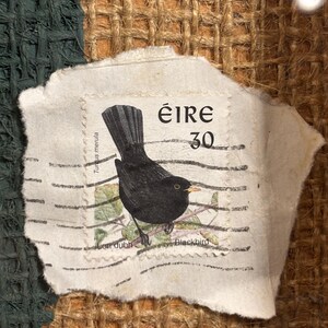 Puede incluir: Un sello postal irland&eacute;s vintage que muestra un mirlo posado en una rama. El sello est&aacute; etiquetado como "&eacute;ire 30" e incluye el nombre cient&iacute;fico del ave "Turdus merula" y el nombre irland&eacute;s "Lon dubh".
