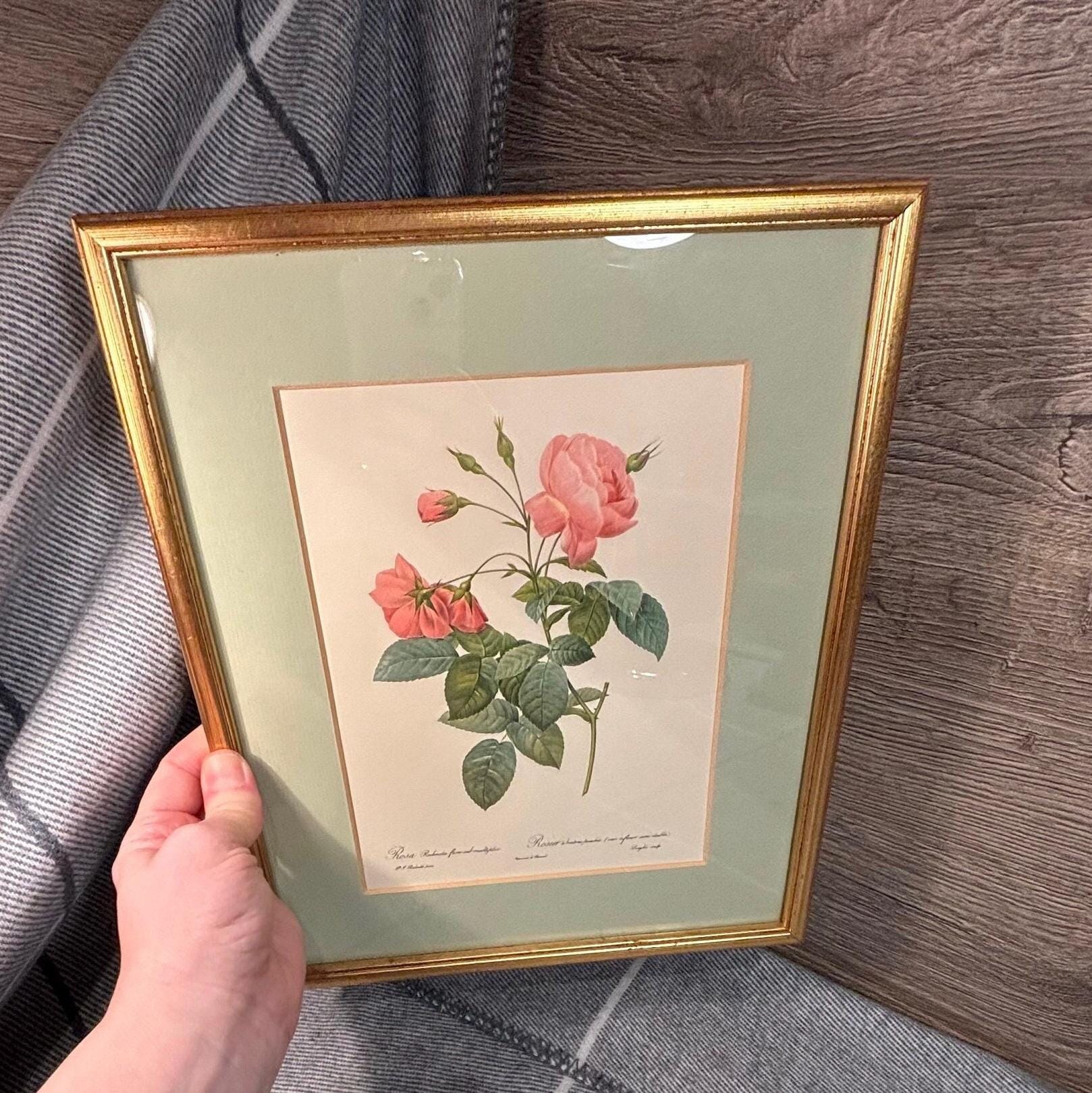 Vintage Pink Rose Print Framed and Mounted: Rosa Reclinata Flore