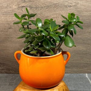Vintage Bright Orange Twin Small Handle Adorable Enamelled Cast Iron Saucepan Planter Pot | 1960s Flower Power Kitchenalia | French Decor