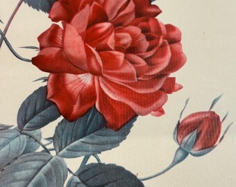 Vintage P J Redoute Rosa Indica Cruenta Imprimerie De Remond
