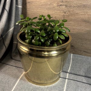 Könnte beinhalten: Eine grüne Sukkulente in einem goldenen Messingtopf. Der Topf hat eine abgerundete Form und eine glatte, glänzende Oberfläche.