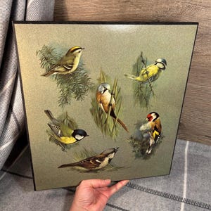 May include: A vintage framed print featuring five different types of birds. The birds are depicted in a realistic style with detailed feathers and markings. The background is a muted green with hints of brown and yellow. The birds are perched on branches and twigs, creating a sense of natural beauty.