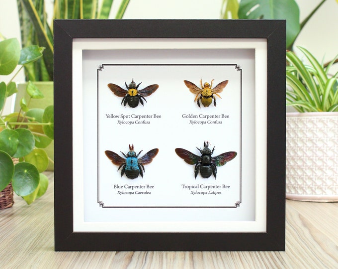 Carpenter Bee Display Box Frame (xylocopa Confusa, Caerulea, Latipes ...
