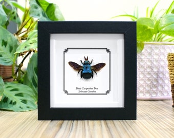 Blaue Zimmermannsbiene, echtes Insekt im Rahmen (Xylocopa caerulea), süßes Bienengeschenk, Entomologie-Geschenk, Taxidermie-Insekt, echte gerahmte Biene, Naturgeschenk