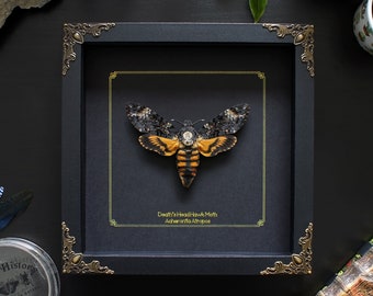 Death's Head Hawk Moth in Baroque Frame (Acherontia Atropos), Insect on Black Background, Taxidermy Moth, Framed Moth, Silence of the Lambs