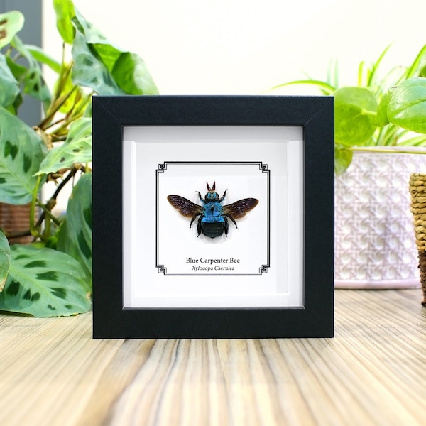 Abeille charpentière bleue, véritable insecte dans un cadre (Xylocopa caerulea), cadeau mignon abeille, cadeau d'entomologie, insecte de taxidermie, véritable abeille encadrée, cadeau nature