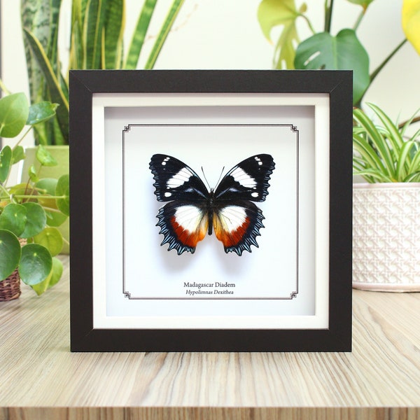 Madagascar Diadem Real Butterfly in Frame (Hypolimnas Dexithea), Taxidermy Butterfly Frame, Entomology Gift, Sustainably Sourced, Home Decor