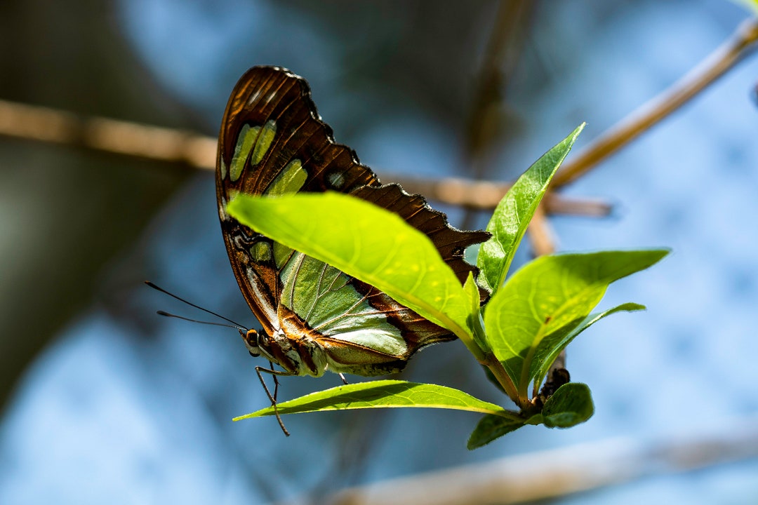 Butterfly Repose Digital Download Print instant Digital Etsy