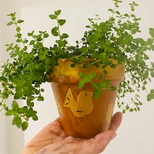 Peut inclure: Un petit pot de fleurs en céramique marron avec un bord doré et des motifs d'oiseaux jaunes, rempli d'une plante verte vibrante. La plante a de petites feuilles rondes et déborde du pot.