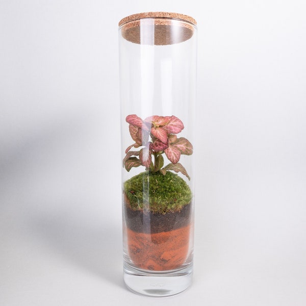 Self-sufficient terrarium with phytonia - EcoTerra