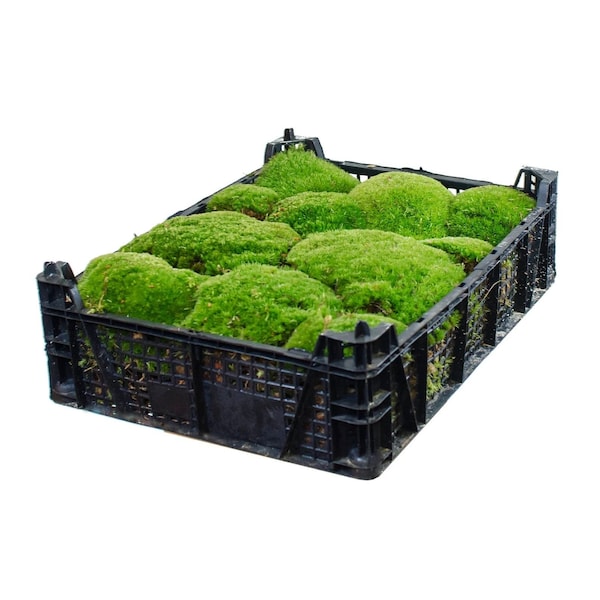 Premium/Standard Moss Box - Mousse danoise - Véritable mousse vivante - Mousse fraîche naturelle