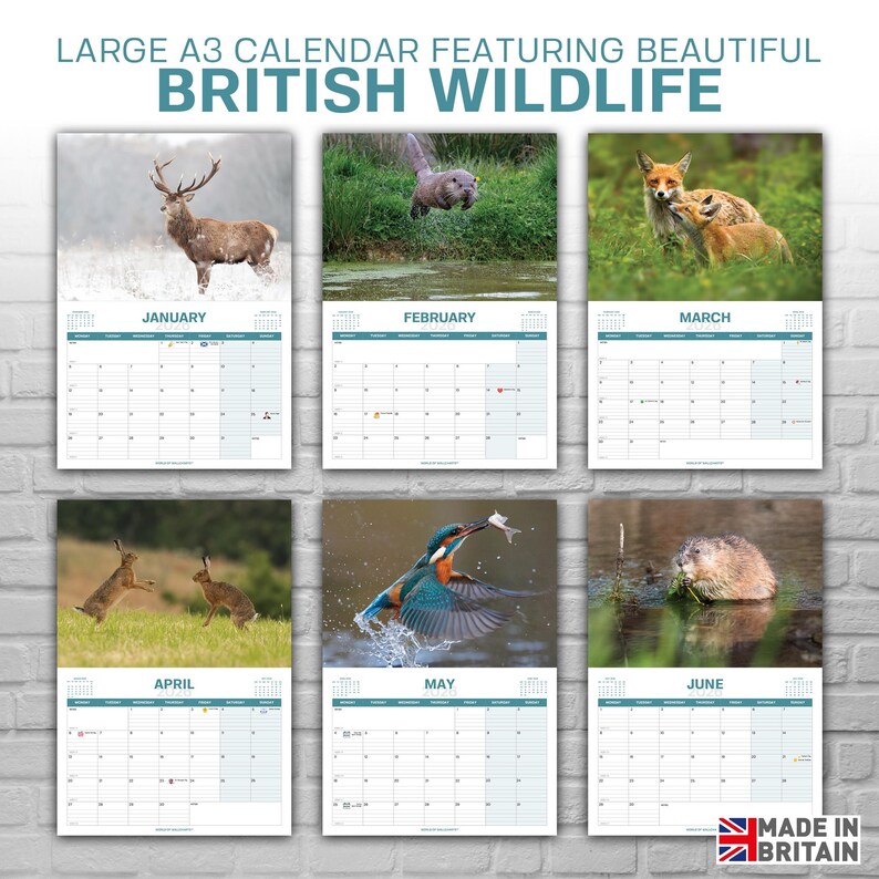 British Wildlife Calendar 2026 – Wildlife & Nature Wall Calendar A4 ...