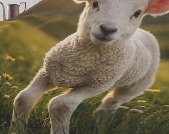 Joli bébé agneau série animaux de la ferme - Rustique grande taille 60 x 80 Minky, couverture en peluche chaude et confortable pour les enfants, les adultes amateurs d'une chaise ou d'un lit