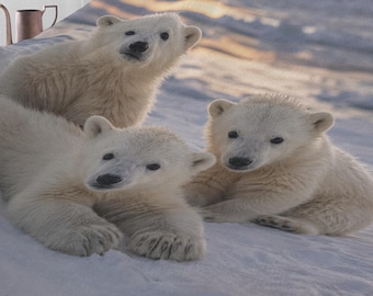 Série animaux mignon bébé ours polaire - Belle grande taille 60 x 80 Minky, couverture en peluche chaude et confortable pour enfant, chaise-lit