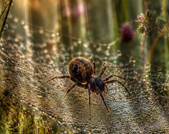 Money Spider Blanket, Spider Lover Gift, Arachnid Throw, Arachnology Gift, Nature Wildlife Decor, Dewy Spider Web Minky Blanket