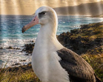 Laysan Albatross Blanket, Seabird Lover Gift, Ornithologist Gift, Birdwatcher Throw, Coastal Wildlife Decor, Ocean Bird Minky Blanket