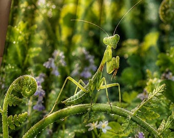 Praying Mantis Blanket, Green Mantis Nature Decor, Insect Lover Gift, Woodland Garden Throw, Botanical Bedding, Bug Lover Blanket