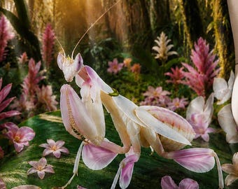 Orchid Mantis Blanket, Praying Mantis Gift, Insect Lover Throw, Entomology Gift, Tropical Nature Decor, Pink Mantis Minky Blanket